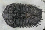 Coltraneia Trilobite Fossil - Huge Faceted Eyes #165858-2